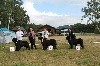  - Régionale d'élevage de Coullons (45) CFCTNL
