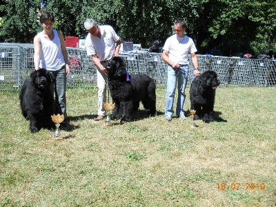du sentier des cardabelles - 18 /07/2010 - Spéciale de race -CACS d'Aurillac