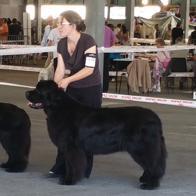 Exposition Canine